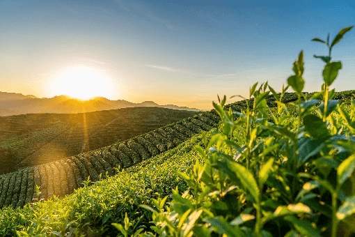 Agricultural scene 4